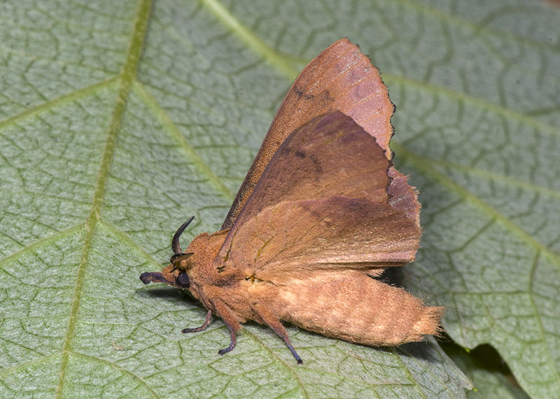 Gastropacha (Gastropacha) quercifolia